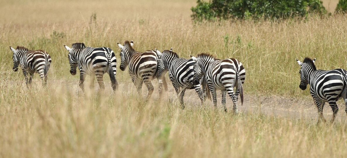 All Inclusive Kenya Safari Packages