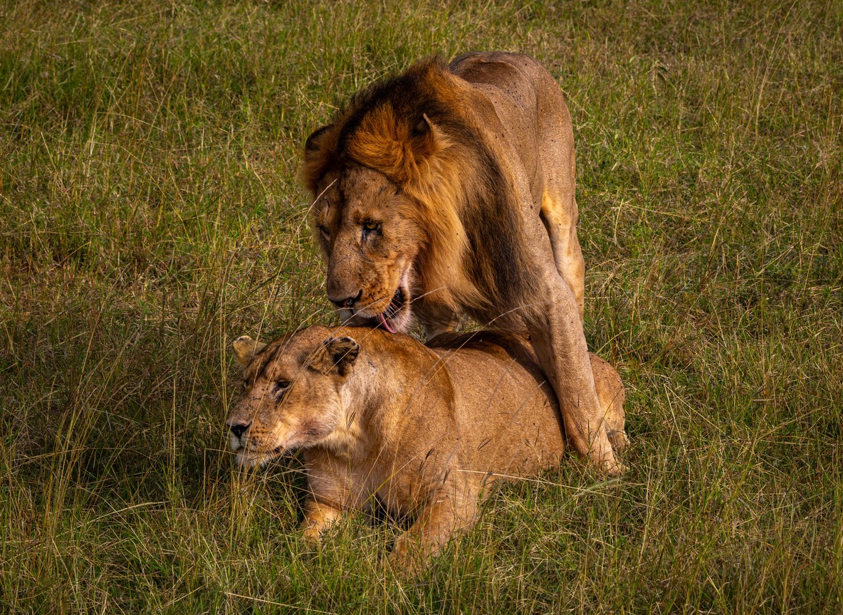 All Inclusive Kenya Safari Packages