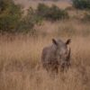 Amboseli Safari Packages