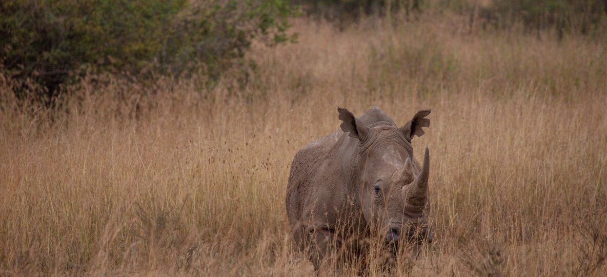 Amboseli Safari Packages