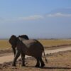 Amboseli Super Tuskers Elephant Herds Kilimanjaro