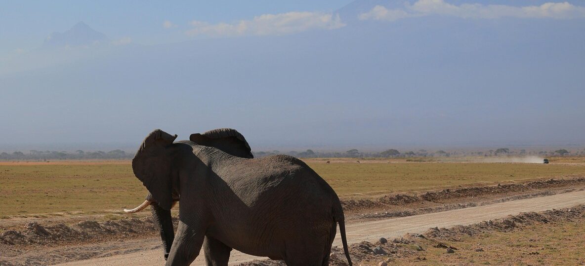Amboseli Super Tuskers Elephant Herds Kilimanjaro