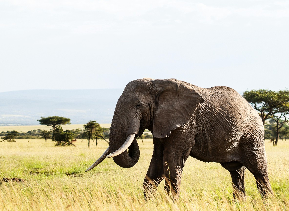 Amboseli Super Tuskers Elephant Herds Kilimanjaro