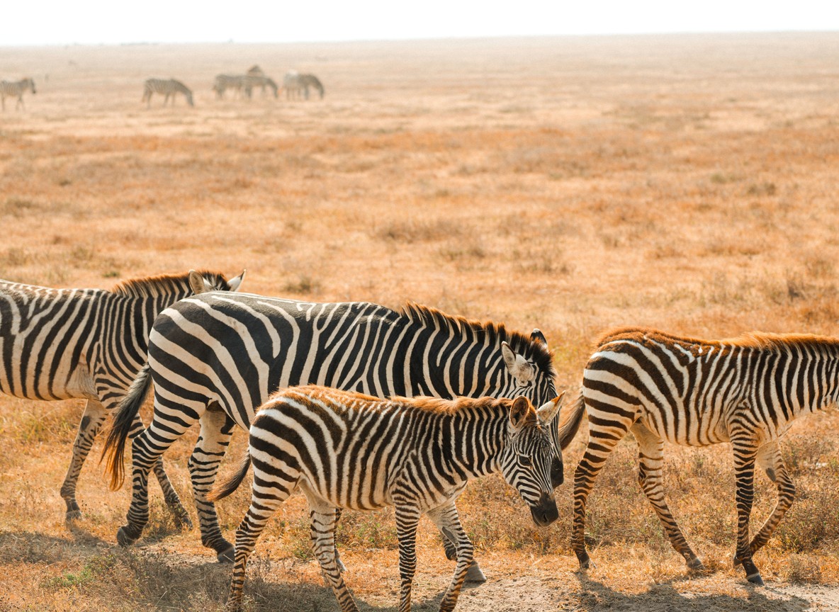 Amboseli Super Tuskers Elephant Herds Kilimanjaro