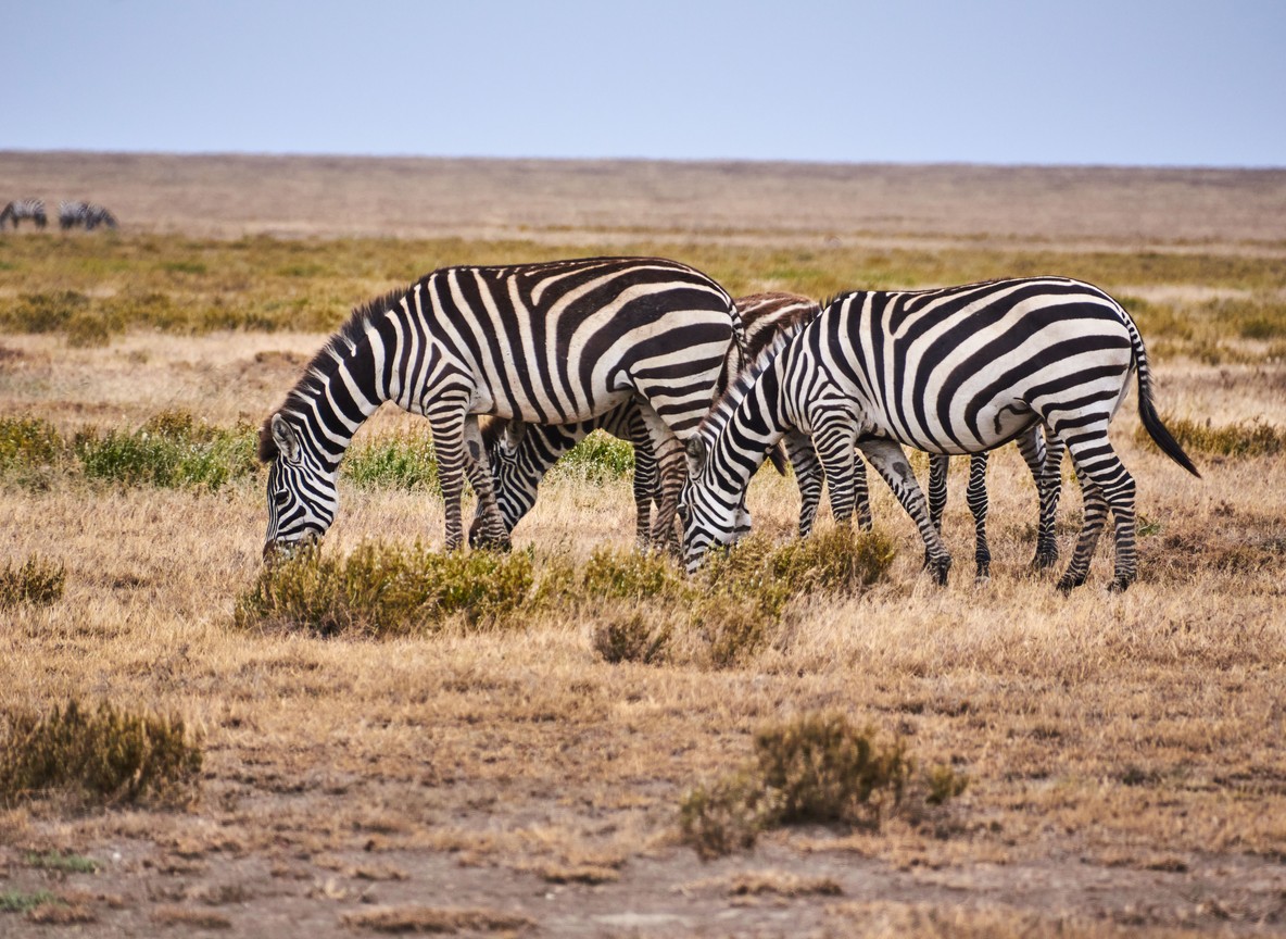 Amboseli Super Tuskers Elephant Herds Kilimanjaro