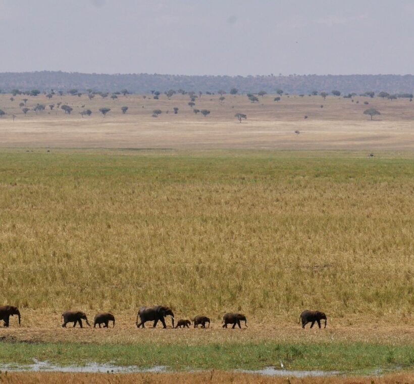 Amboseli Tsavo Safari Packages