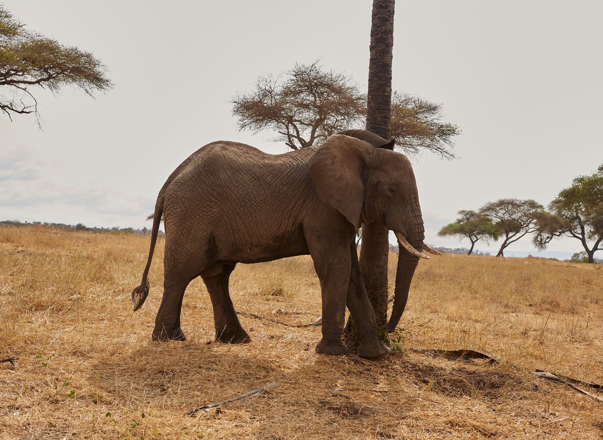 Amboseli Tsavo Safari Packages