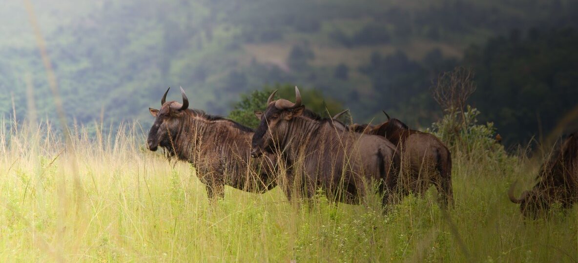 Amboseli Vs Tsavo