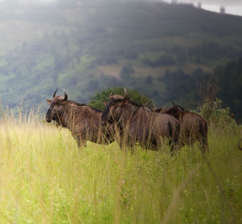 Amboseli Vs Tsavo