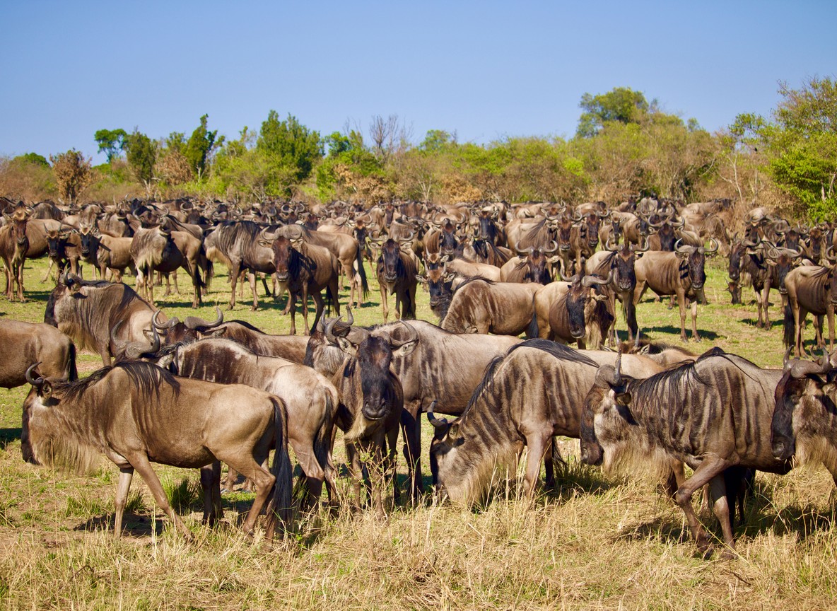 Amboseli Vs Tsavo