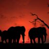 Angama Amboseli
