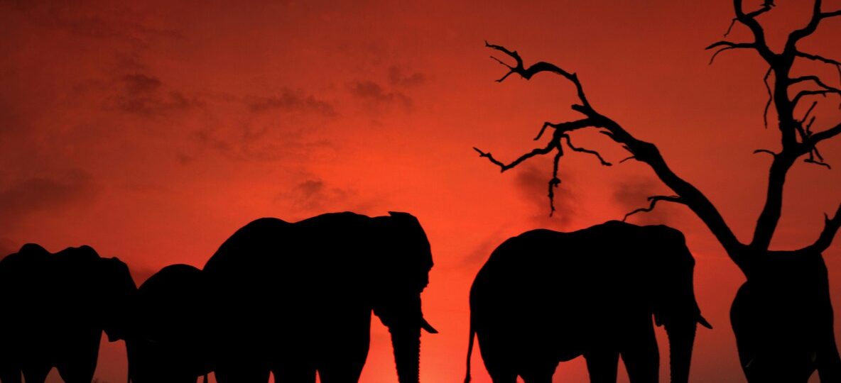 Angama Amboseli