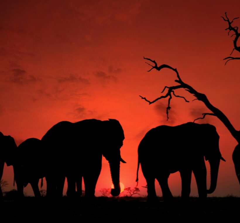 Angama Amboseli