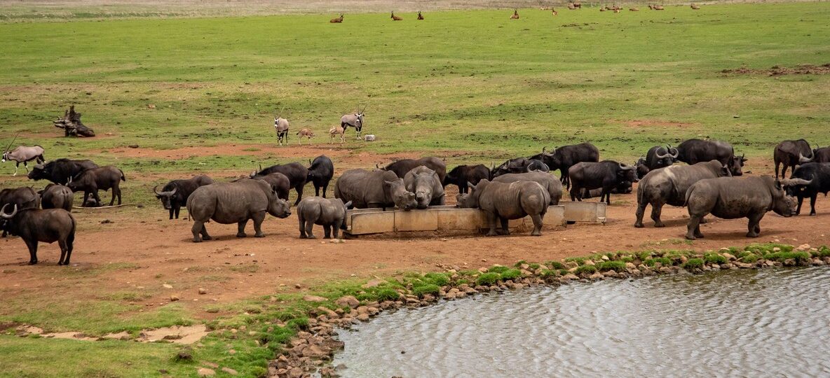 Anti Poaching Dogs Kenya