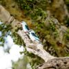 arabuko sokoke forest kenya - Trunktrails Safaris