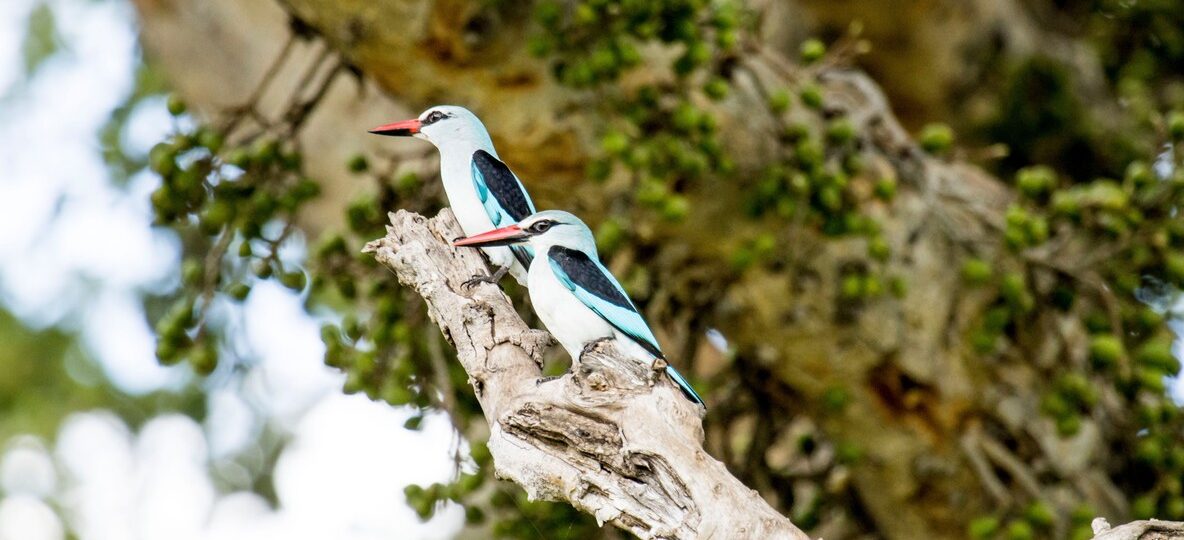 arabuko sokoke forest kenya - Trunktrails Safaris