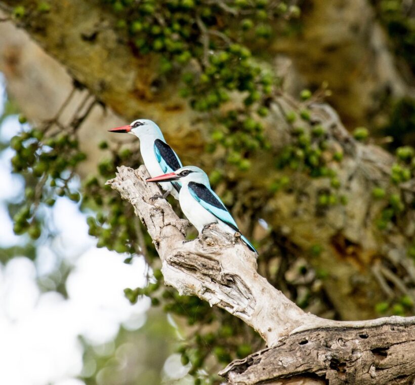 arabuko sokoke forest kenya - Trunktrails Safaris
