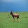 Best Time To Visit Kenya