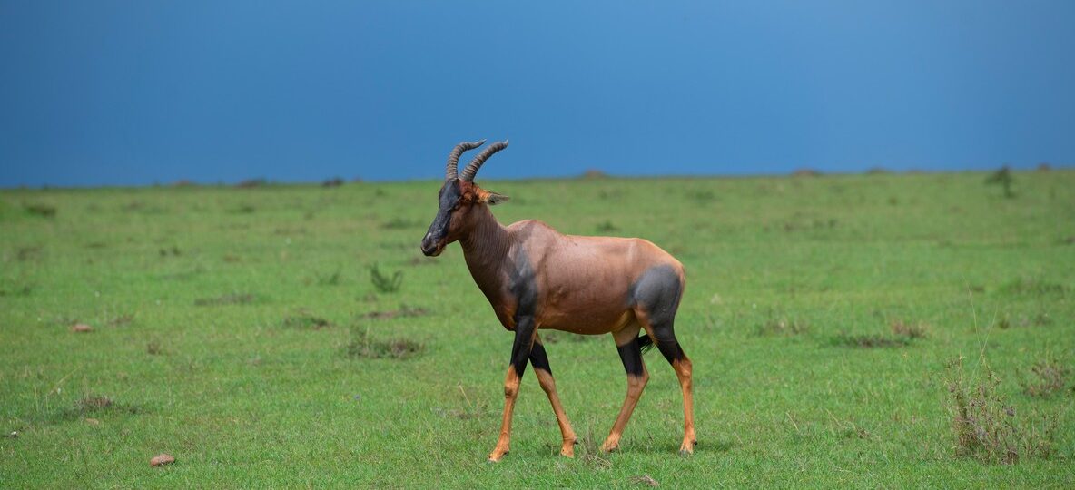 Best Time To Visit Kenya