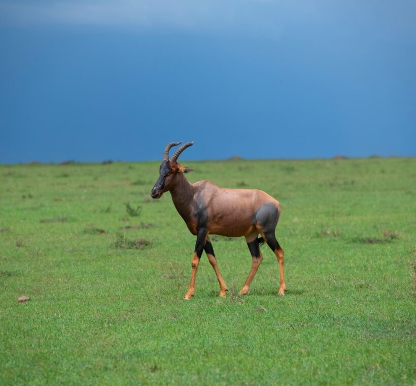 Best Time To Visit Kenya