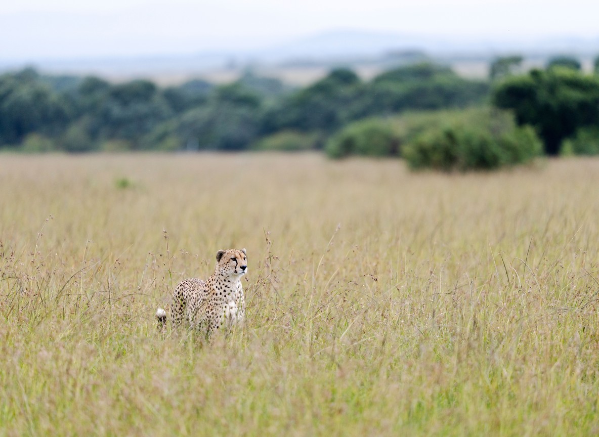 Best Time To Visit Kenya