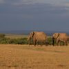 Best Time To Visit Kenya Safari