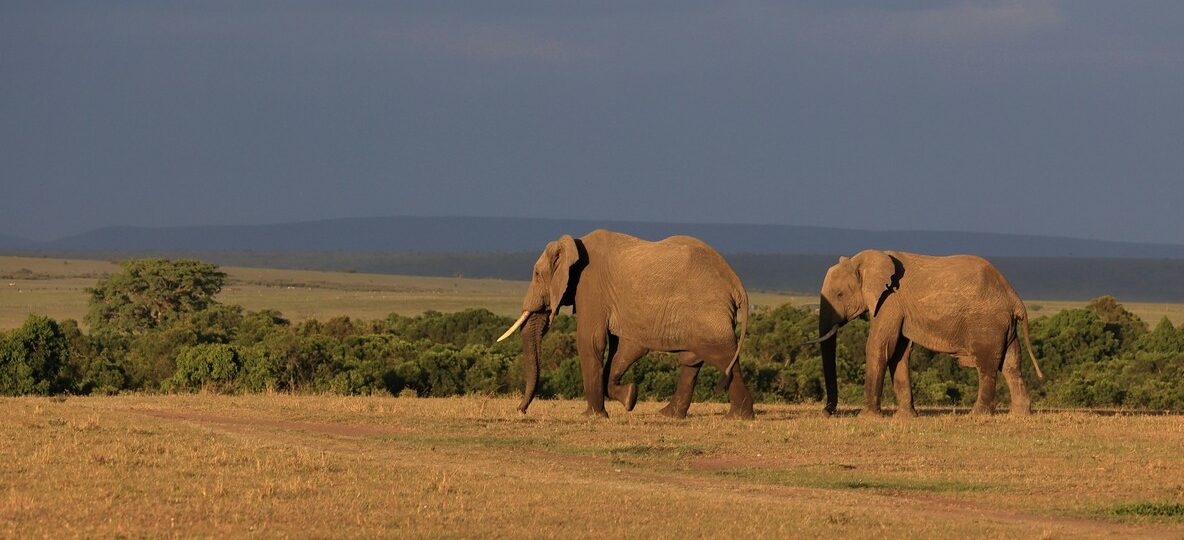 Best Time To Visit Kenya Safari