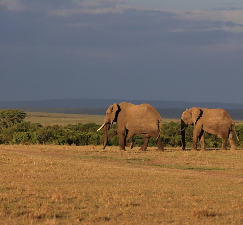 Best Time To Visit Kenya Safari