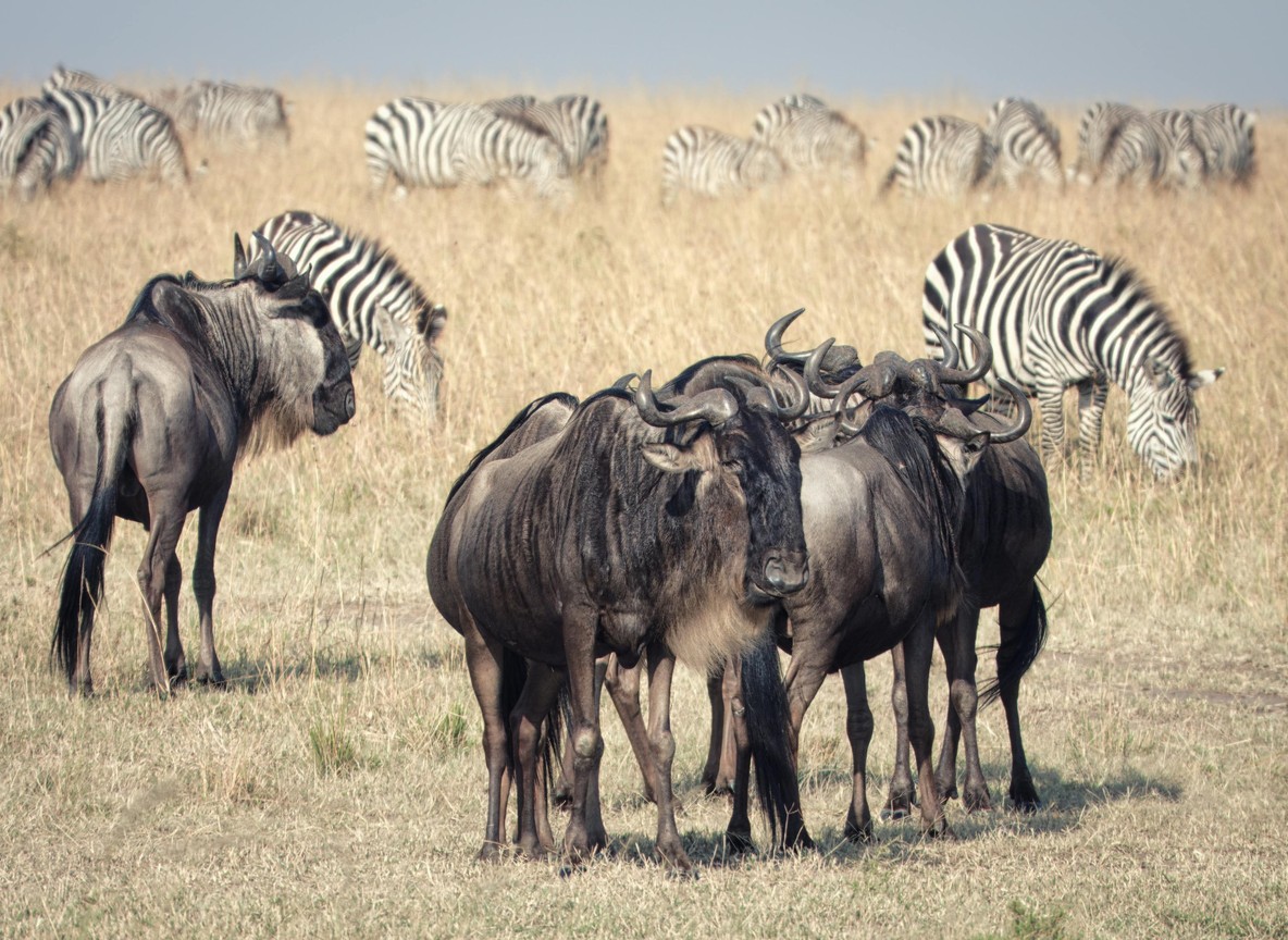 Best Time To Visit Kenya Safari