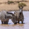 Best Time To Visit Masai Mara