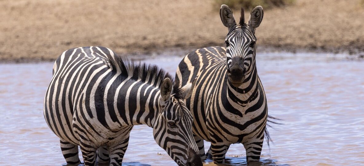 Best Time To Visit Masai Mara