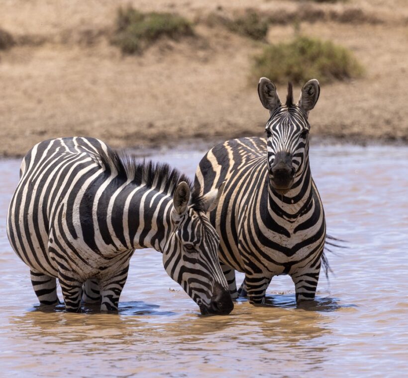 Best Time To Visit Masai Mara