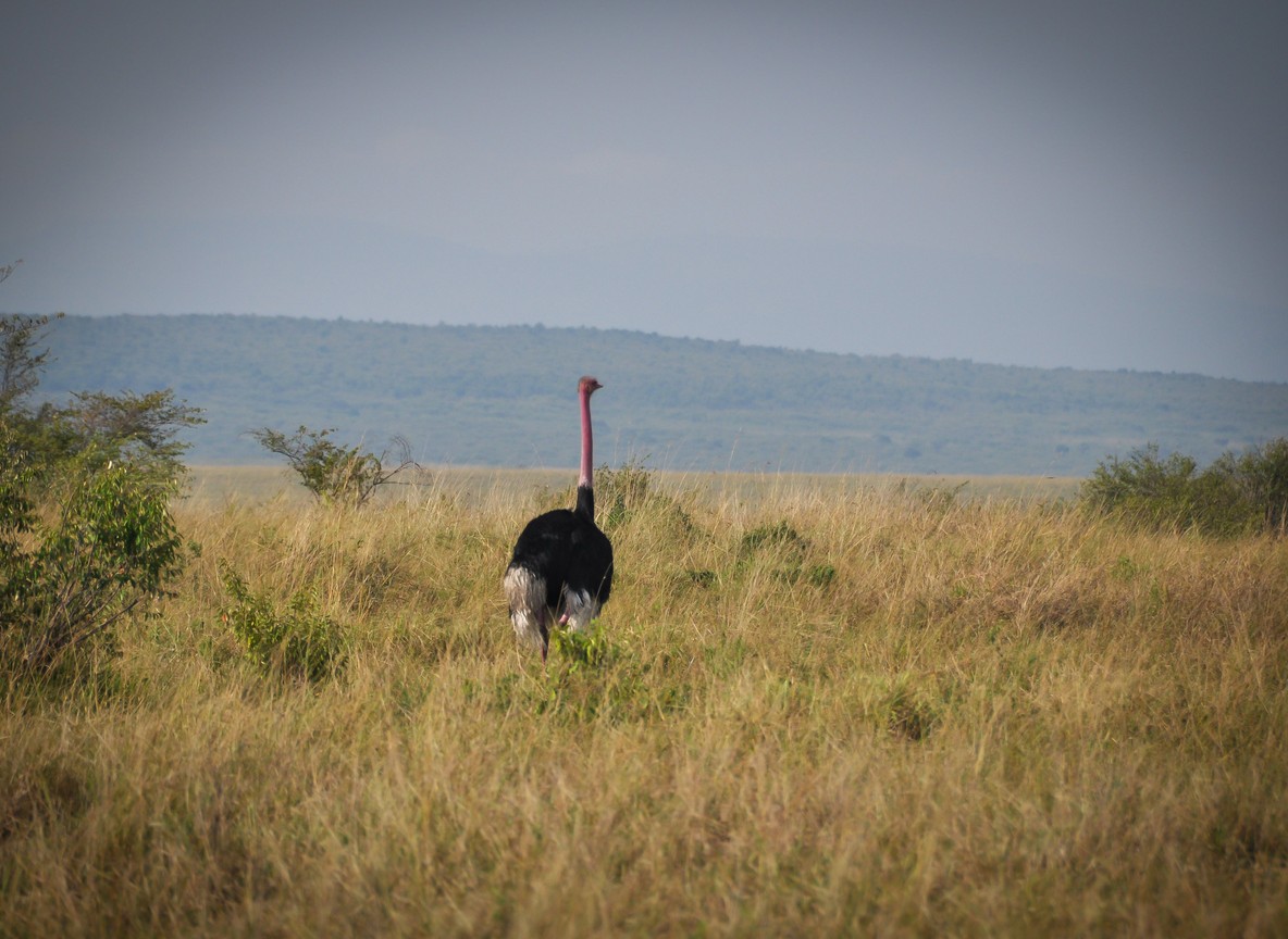 Best Time To Visit Masai Mara