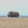 Big Five Kenya Safari Parks