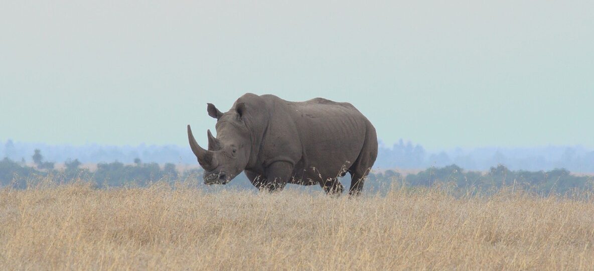Big Five Kenya Safari Parks