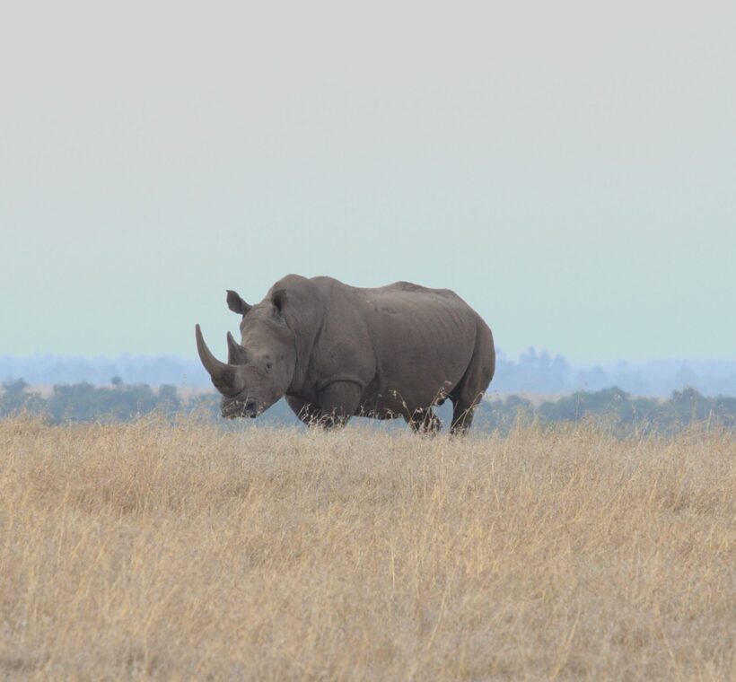 Big Five Kenya Safari Parks