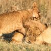 Borana Conservancy Kenya