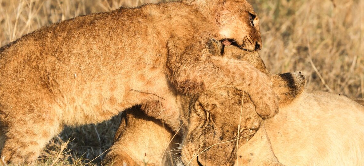 Borana Conservancy Kenya