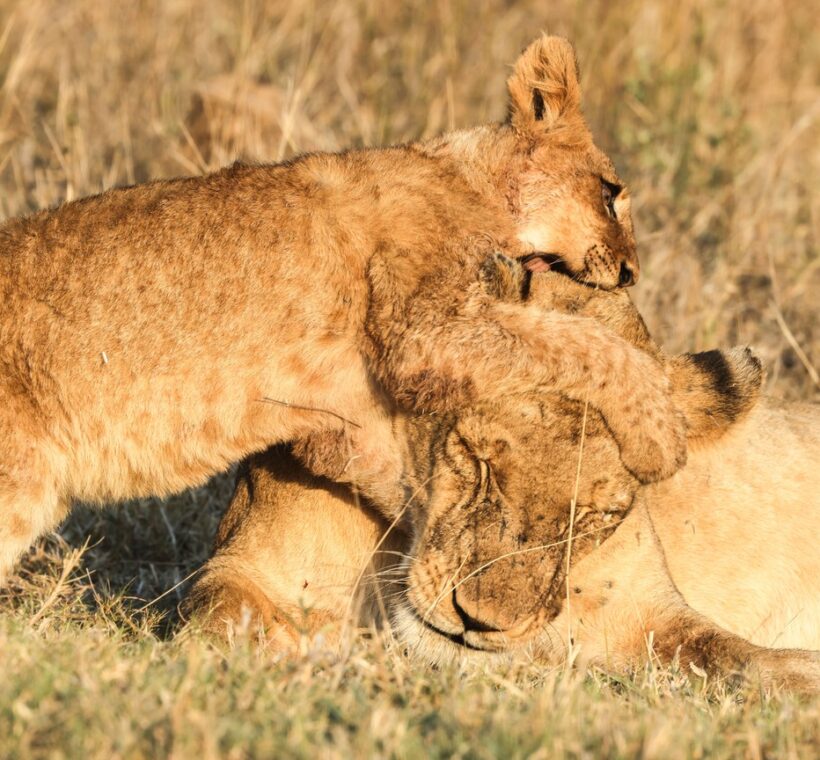 Borana Conservancy Kenya