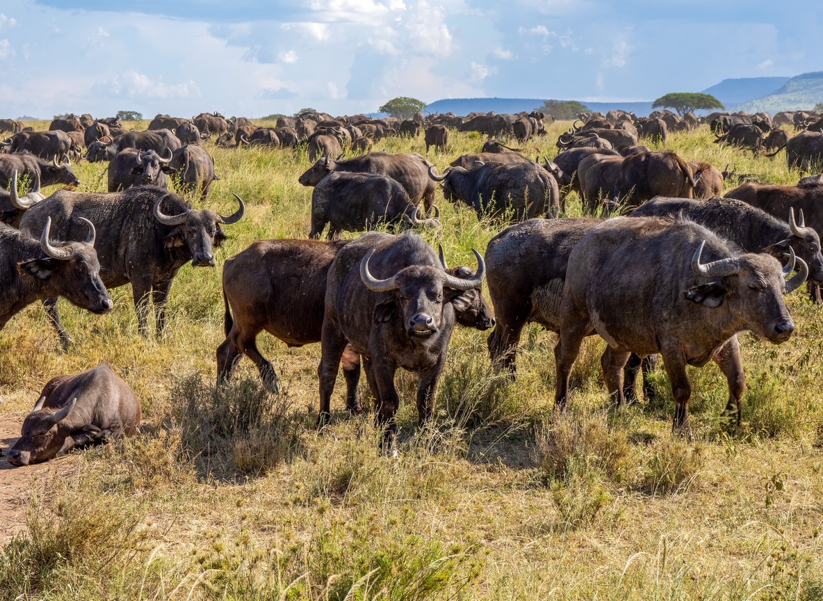 ranger and guests on foot tracking at safe distance