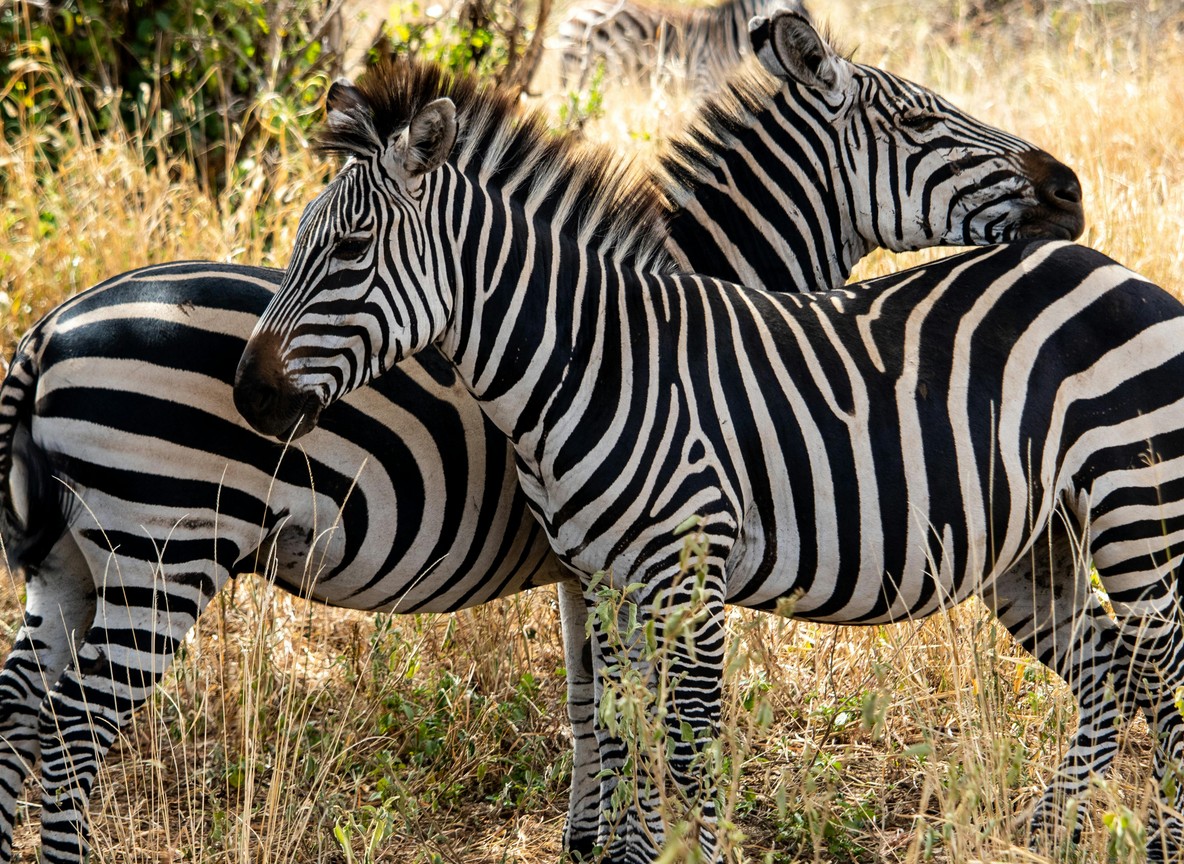 Chyulu Hills Safari