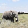 Conservation Volunteer Programs Kenya