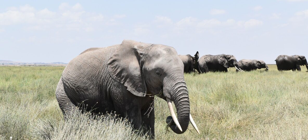 Conservation Volunteer Programs Kenya