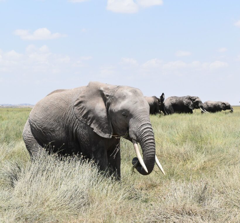 Conservation Volunteer Programs Kenya