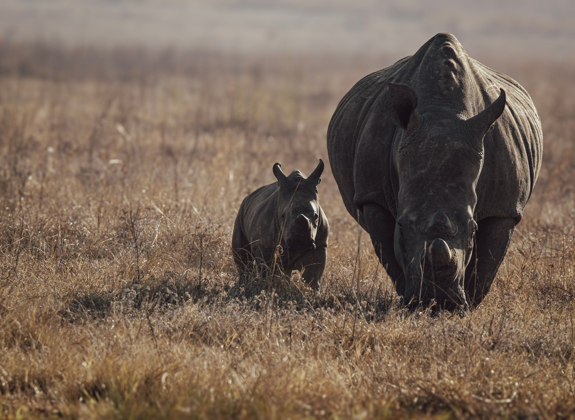 Volunteer team conducting wildlife transect count at dawn in Ol Pejeta Conservancy