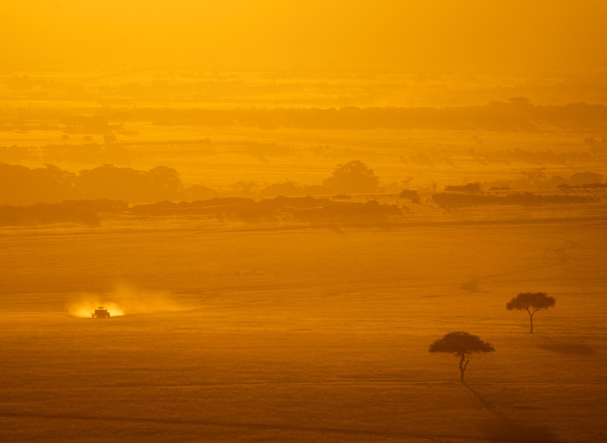 silhouette of acacia against amber sky