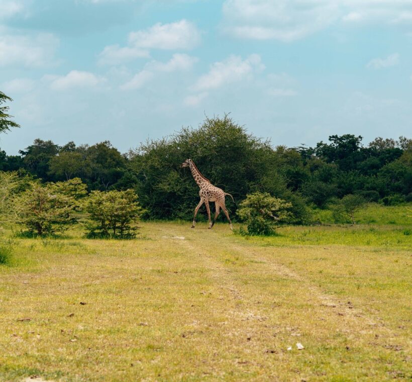 Conservation Volunteer Safari Kenya