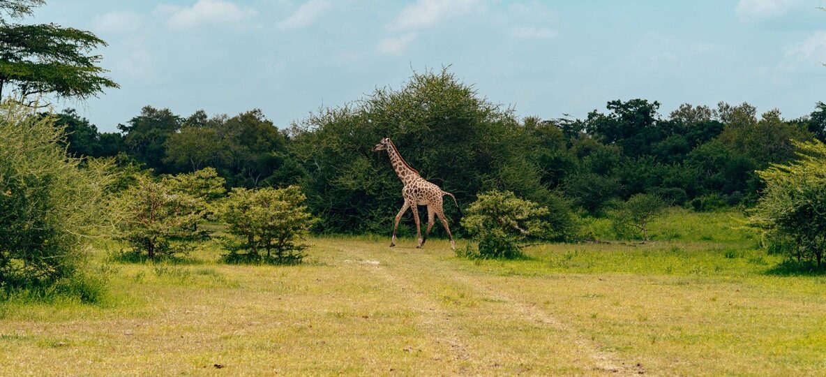 Conservation Volunteer Safari Kenya