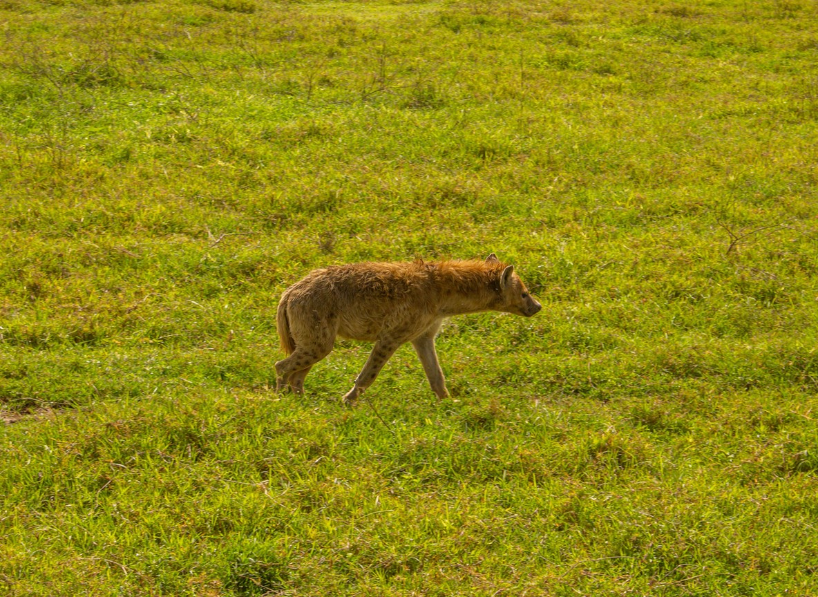 Kenyan savanna in background