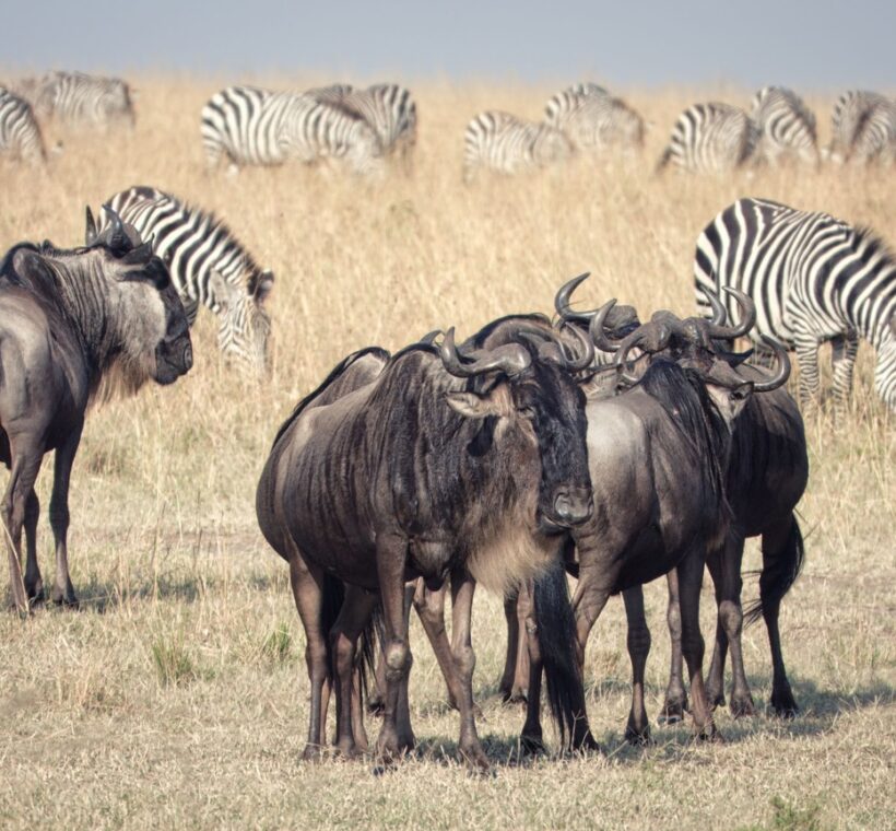 Corporate Safari Kenya